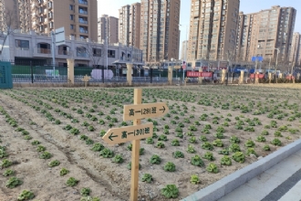 马陵中学|叠翠种植园，丰收采摘乐