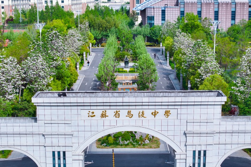 校园楸树